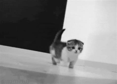 cat walking gifs | WiffleGif