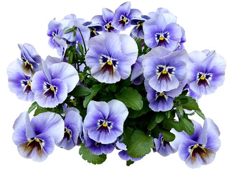 Pansy Spring Blossom · Free photo on Pixabay