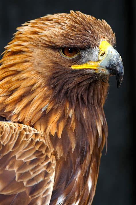 Male Golden Eagle Golden Eagle Side Portrait - Pro Verkilaser Surgery