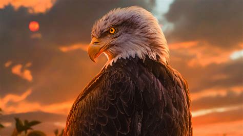 1920x1080 Wild Bald Eagle 4k Laptop Full HD 1080P ,HD 4k Wallpapers ...