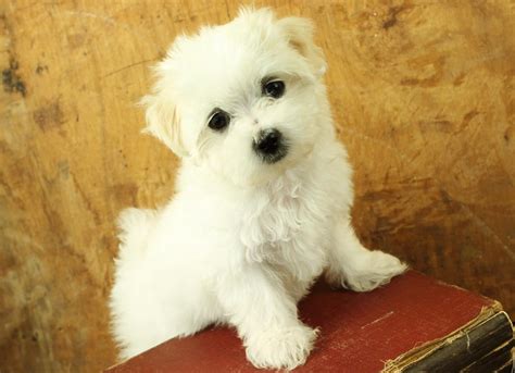 Truly Marvelous Tips for Taking Care of Cute Teacup Maltese Puppies