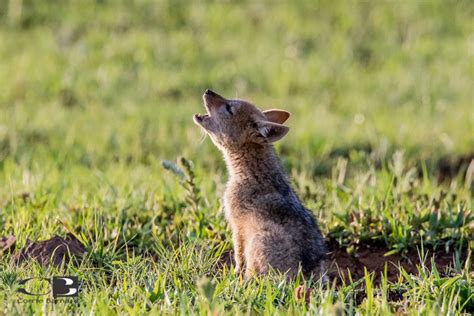 Photoseries: Playful black-backed jackal pups - Africa Geographic