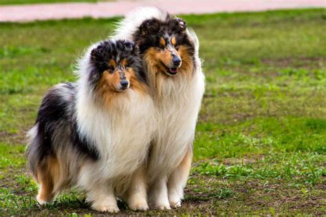 Scotch collie, Dog Breeds information - Full Of Dogs