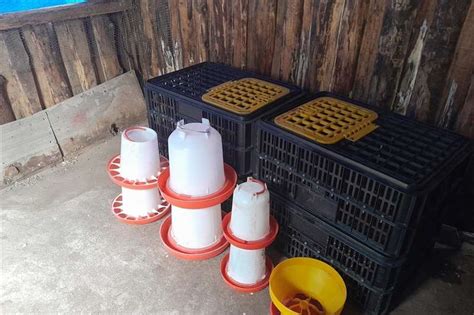 Chicken crates for sale Livestock crushes and equipment Livestock handling equipment for sale in ...