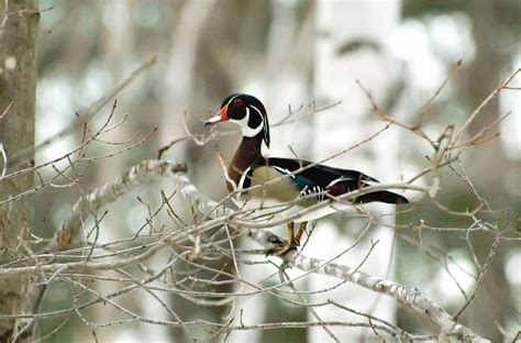 Creature Feature: Wood Duck