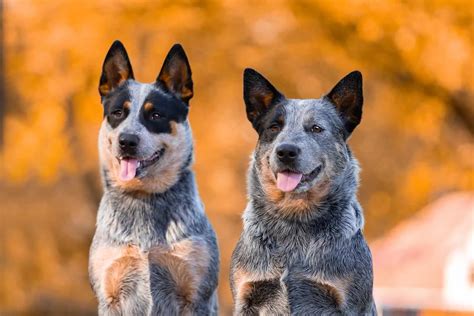 The Top 10 Best Blue Heeler Breeders In The U.S.