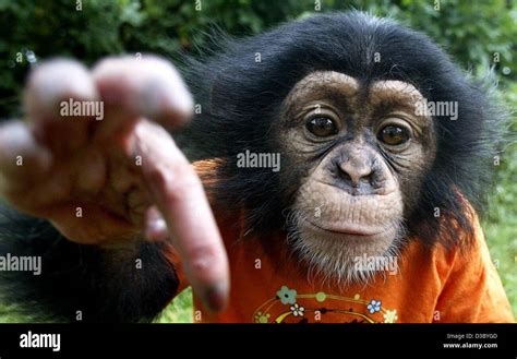 (dpa) - With a cheeky smile on his face the little baby chimpanzee Bill graps for the camera in ...