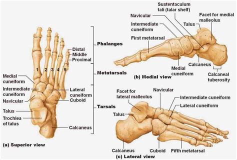 BONES OF FOOT - New