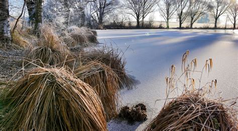 Winter Care for Ornamental Grasses | Plant Addicts