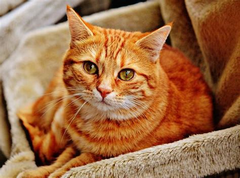 8 Fun Facts About Tabby Cats