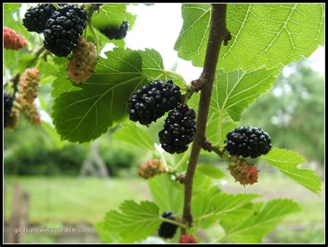 God's Growing Garden: TRIMMING: Don't Allow Your Mulberry Bush to Become a Menacing Tree