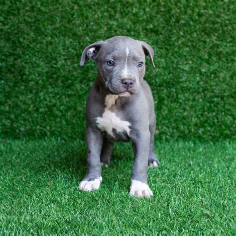 Blue Nose Pitbull Puppy - PITBULL TERRIER KENNEL