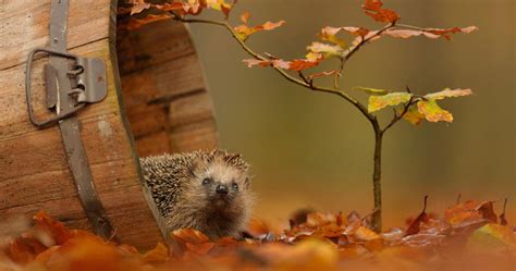 128 Animals Enjoying The Magic Of Autumn | Bored Panda