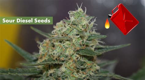 Where's Best to Buy Sour Diesel Seeds Online | 10Buds