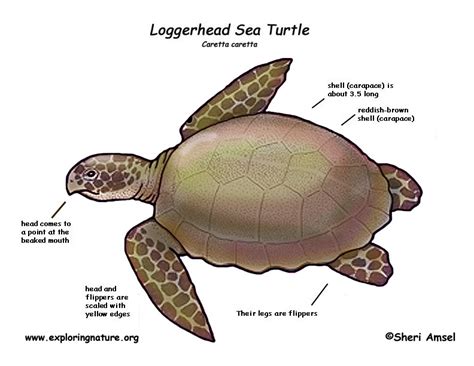 Sea Turtle (Loggerhead)