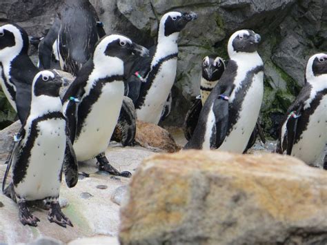 Penguins at the Mystic Aquarium | Mystic aquarium, Penguins, Mystic