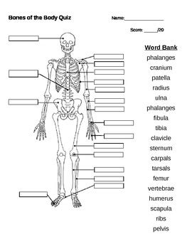 Bones of the Body Quiz by Kinders Rock | Teachers Pay Teachers