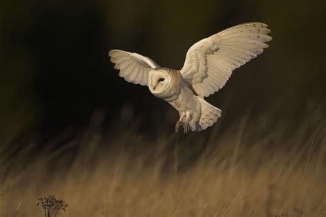 Barn-Owl-Hunting-1 - Cranmer Country Cottages