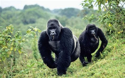 The Congo: Gorillas in the wild - Telegraph