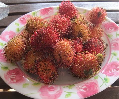 Rambutan | Exotic fruit, Best fruits, Fruit plants