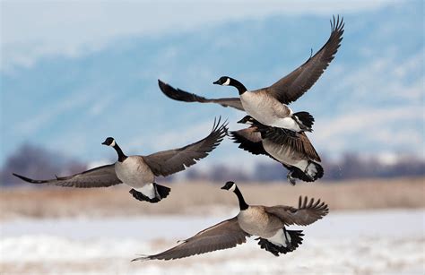 Canada Goose Flight 2103 Branta canadensis Photograph by Michael Trewet