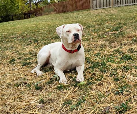 Boxer/American bulldog mix - Kalista - Mid-America Bully Breed Rescue