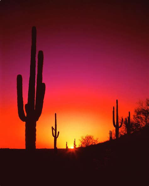 Desert Sunset Photograph by Frank Houck