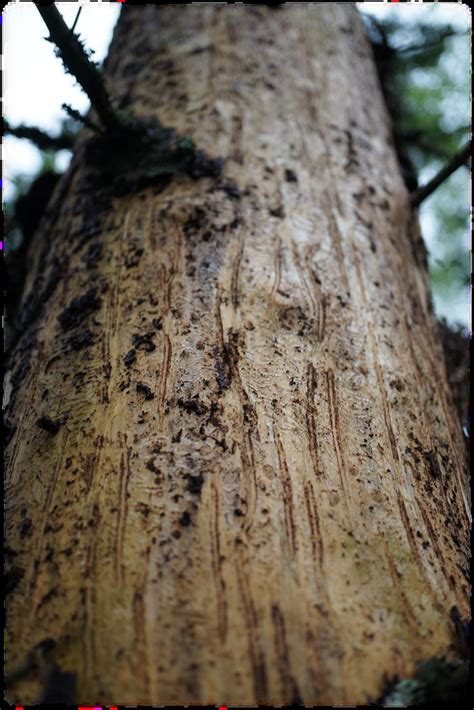 Damage spot dynamics and management of the European spruce bark beetle (Ips typographus L ...