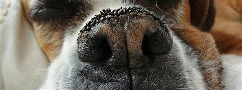 When A Dog's Nose Is Dry - Homes & Apartments for Rent