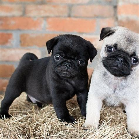 Figure out even more details on "pug dogs". Look into our website. in 2020 | Baby pugs, Pug ...