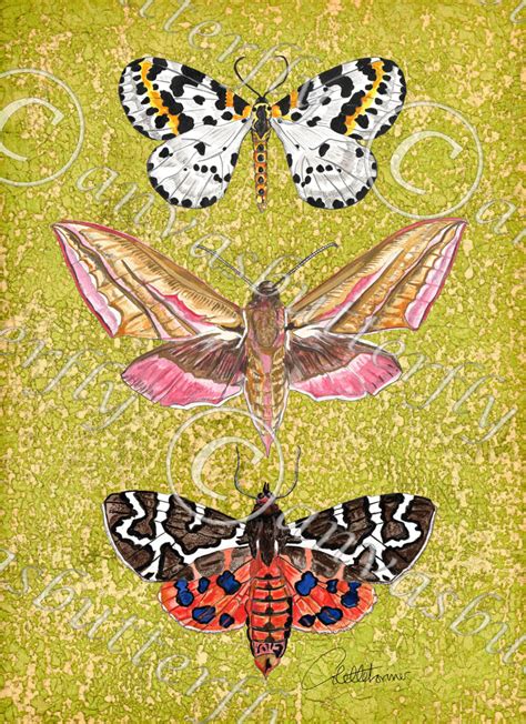 Moth Wall Art Moth Wall Decor Moth Painting Butterfly Art Moth - Etsy UK