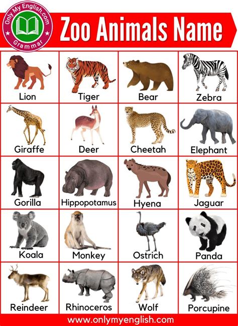 100 Most Common Zoo Animals List with Pictures | Zoo animals list, Zoo animals names, Zoo animals