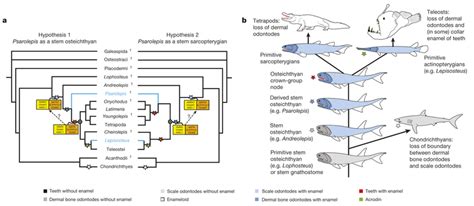 Scenarios about the early evolution of enamel. a, Alternative... | Download Scientific Diagram