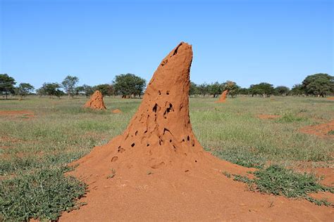 1,600+ Termite Mound Africa Stock Photos, Pictures & Royalty-Free Images - iStock