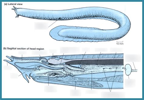 Anatomy of a Hagfish Diagram | Quizlet