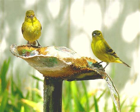 Yellow Canary Facts, Pet Care, Behavior, Diet, Price, Pictures | Singing Wings Aviary