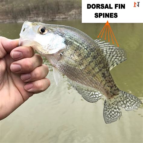 Black Crappie Vs. White Crappie [3 Distinctions] | N1 Outdoors