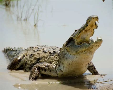 West African Crocodile - Facts, Diet, Habitat & Pictures on Animalia.bio