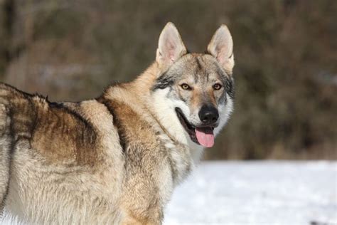 Wild Facts About Wolf Dogs