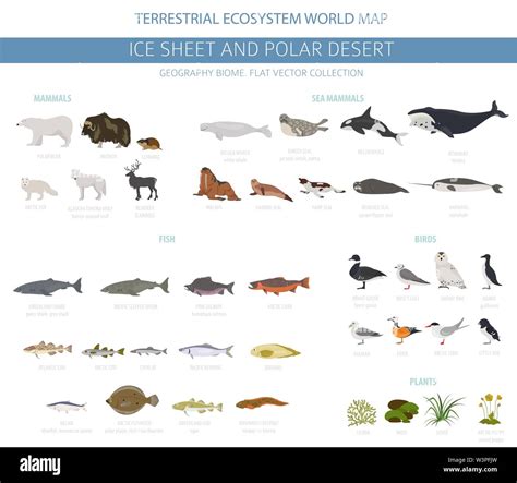 Ice sheet and polar desert biome. Terrestrial ecosystem world map. Arctic animals, birds, fish ...