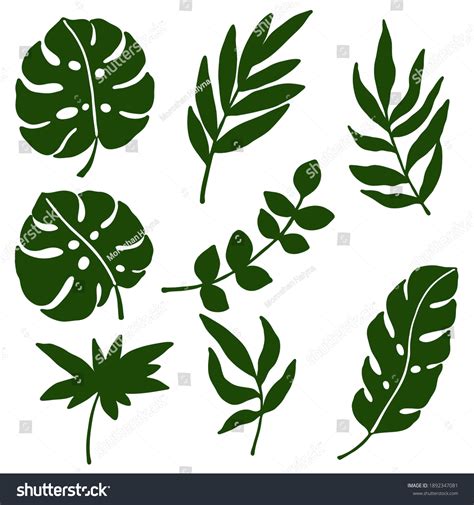 Vector Illustration Set Drawings Tropical Leaves Stock Vector (Royalty ...