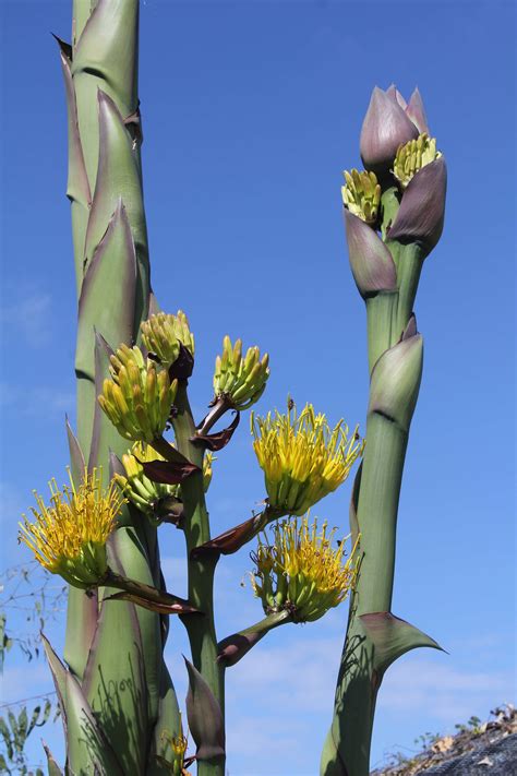 Agave In Bloom | The Living Coast Discovery Center