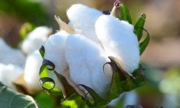 What Is Pima Cotton Fabric? [Complete Guide]