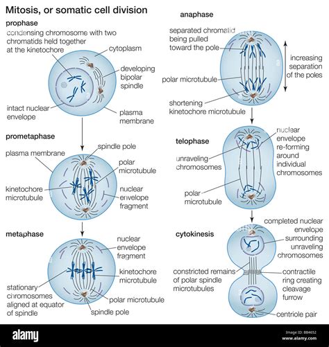 Cell Division Mitosis Drawing