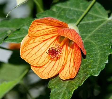 Abutilon 'Orange' 6" Pot - Hello Hello Plants