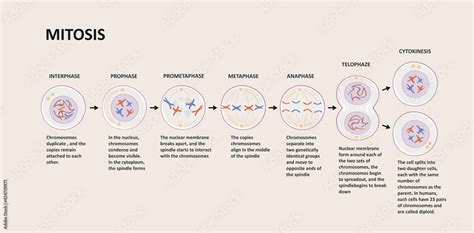 Interphase Of Mitosis