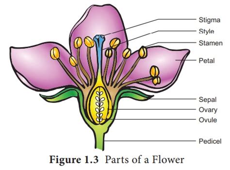 Male Reproductive part - Androecium - Sexual Reproduction in Plants