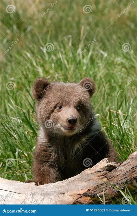 Grizzly Bear Cub Sitting on the Log Stock Image - Image of head, states: 51296601