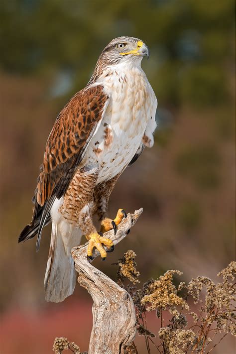 Birds of prey – Mike Lentz Nature Photography