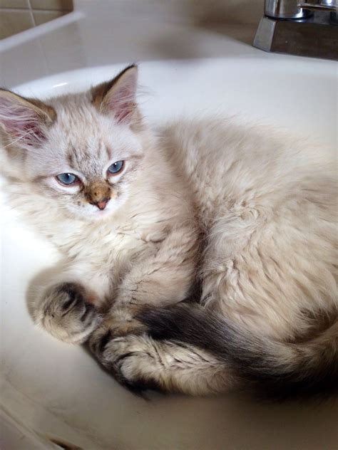 Siamese Maine Coon Mix Kittens For Sale - amphibian plant examples